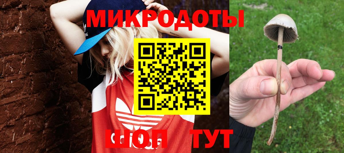 Галлюциногенные грибы Psilocybe Менделеевск